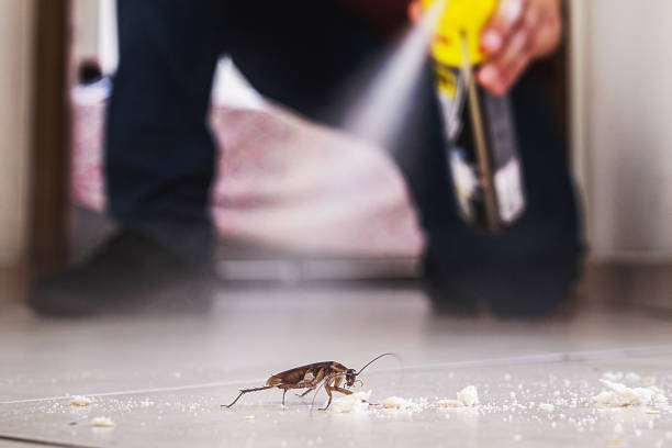 Wasp Removal Services in St Martinville, LA