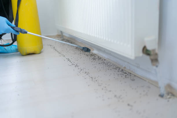 Best Emergency Pest Control  in St Martinville, LA