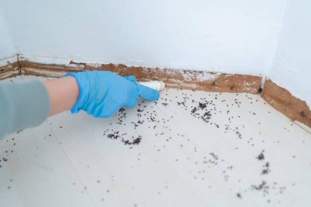 Best Termite Control Services  in St Martinville, LA