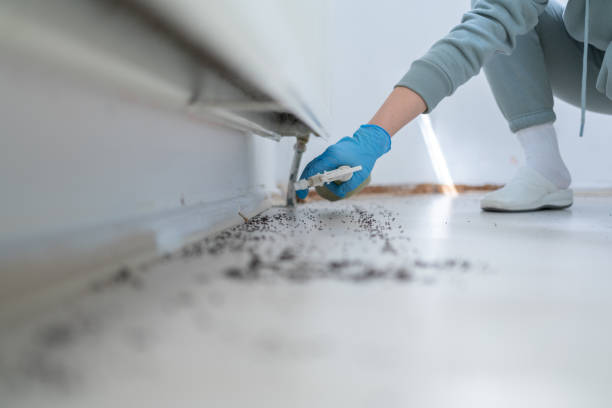 Professional Pest Control in St Martinville, LA